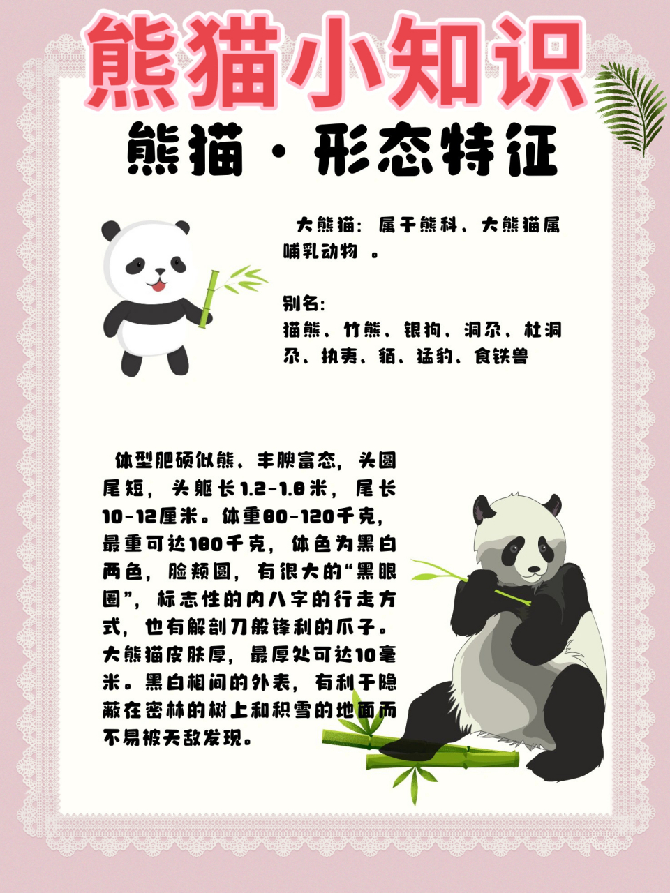 国宝熊猫的资料